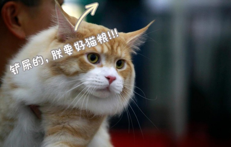 猫咪便便不成形吃什么猫粮