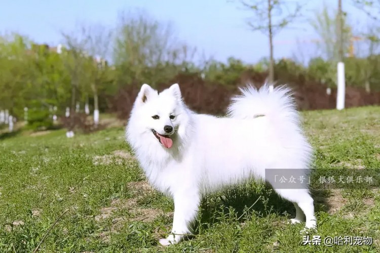 银狐犬的颜值进化史（多图，慎入～）