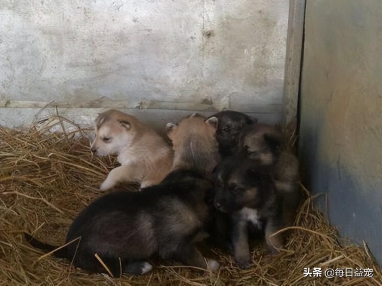 二哈回村被小土狗看上生米煮成熟饭后生下了一窝串串