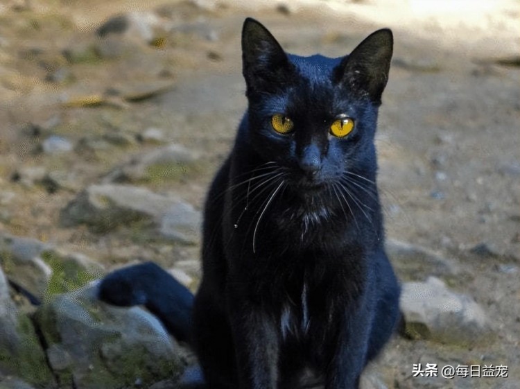 老奶奶意外失踪机智黑猫四处找人帮忙这才把人成功救出