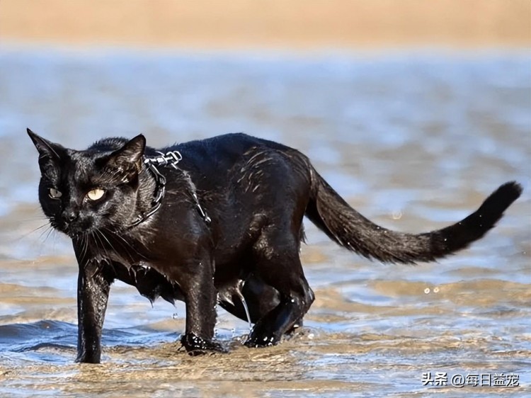 老奶奶意外失踪机智黑猫四处找人帮忙这才把人成功救出