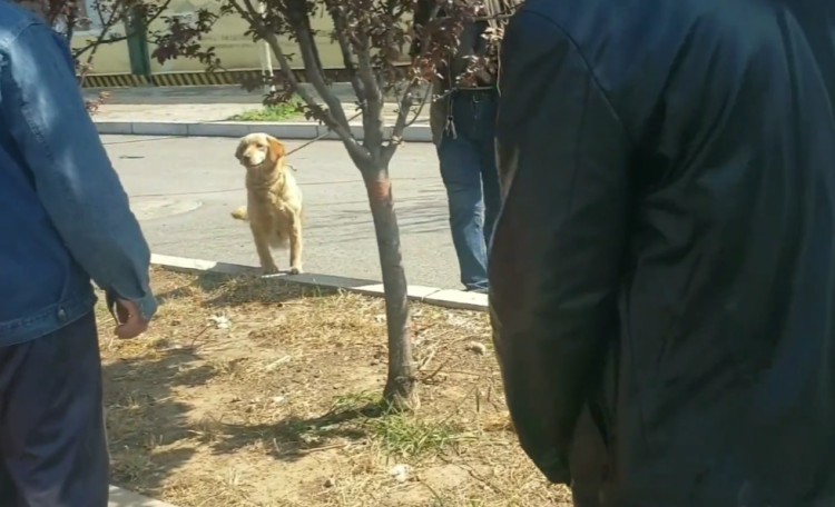 河南：怀孕金毛险被卖上狗肉车小伙花900买下狗狗感恩露肚皮