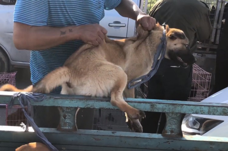 1660块一车小狗全上狗肉车狗主：家里狗多下次再拉一车来