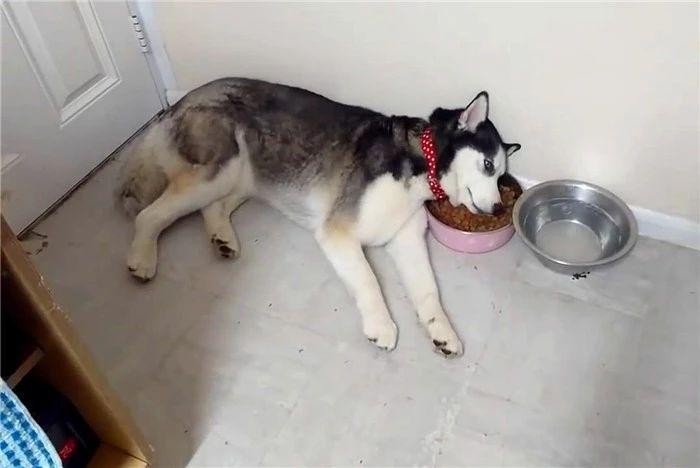 辟谣狗狗能吃是福铲屎官需合理控制爱犬饮食避免暴食危害