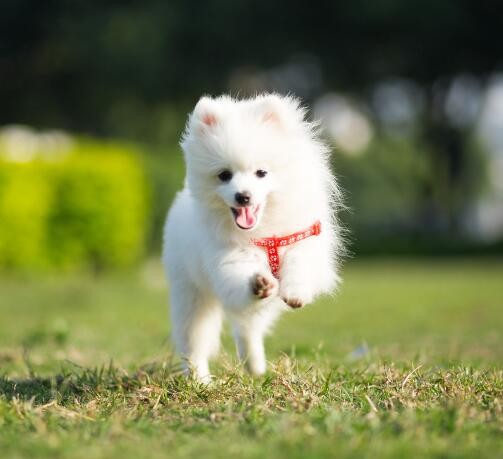 博美犬做这几个动作就是想要和你玩主人多陪陪它吧