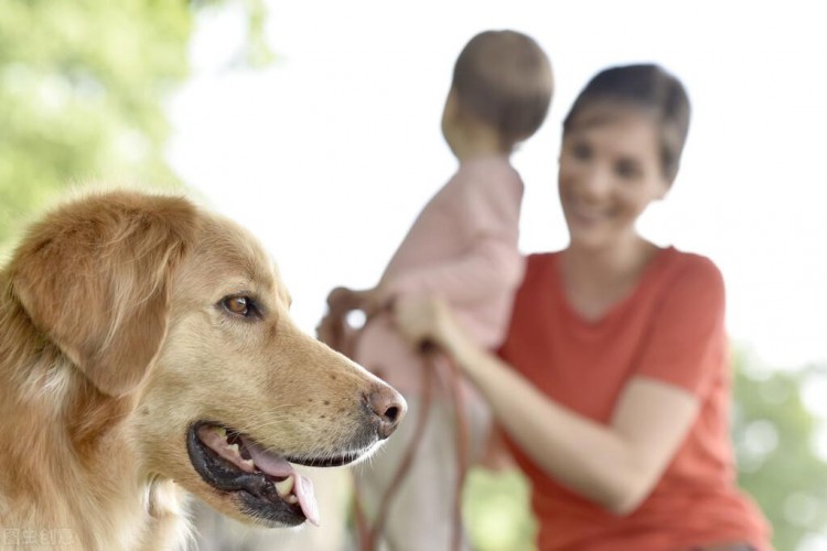 养金毛犬的一些建议，主人做好了，狗就会更健康