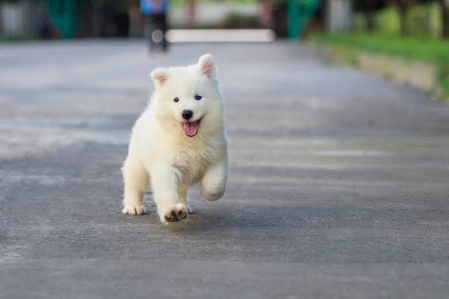 狗狗长到六个月大主人需要做点什么才能保护它健康地活到成年