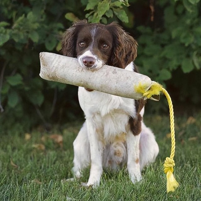 英国跳猎犬：从灭绝到重生的逆袭传奇！