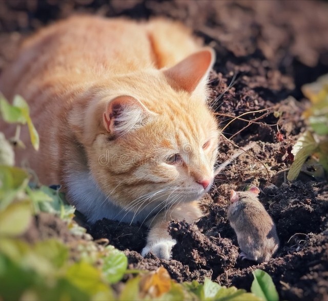 你知道小猫的狩猎表现有哪些吗是什么意思呢